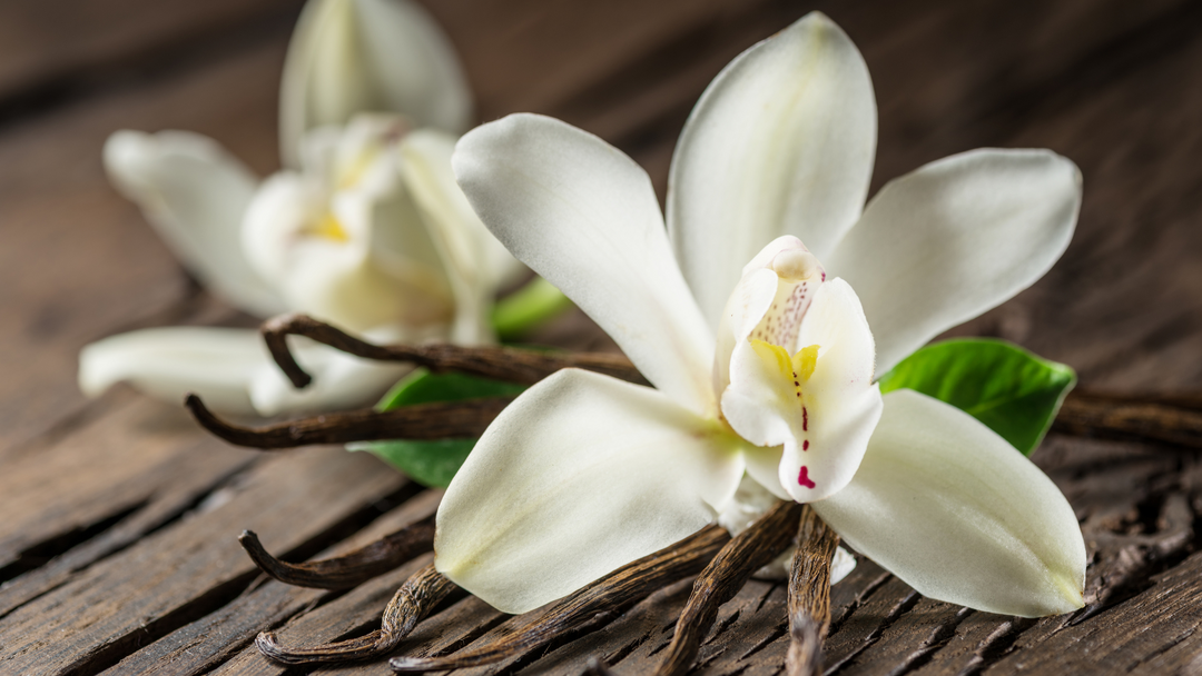 Vanilla Oil Benefits For Body And Mind